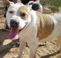 MILLIE - Photo 2