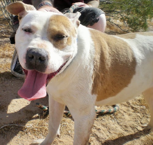 MILLIE - Labrador Retriever / Pit Bull Terrier available for adoption