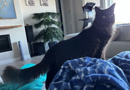 PHOBOS - Domestic Medium Hair available for adoption