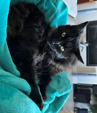 PHOBOS - Domestic Medium Hair available for adoption