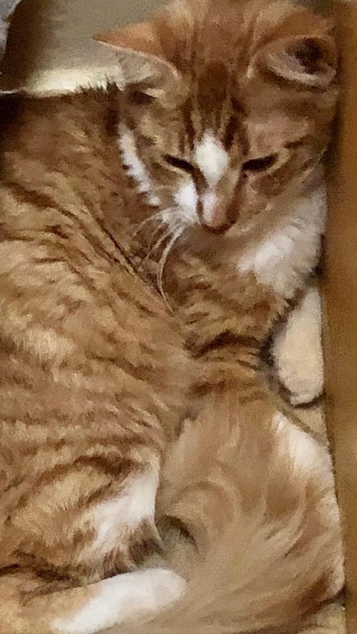 KAMOOTE - Tabby / Domestic Short Hair for adoption in Tucson