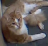 KAMOOTE - Photo 2