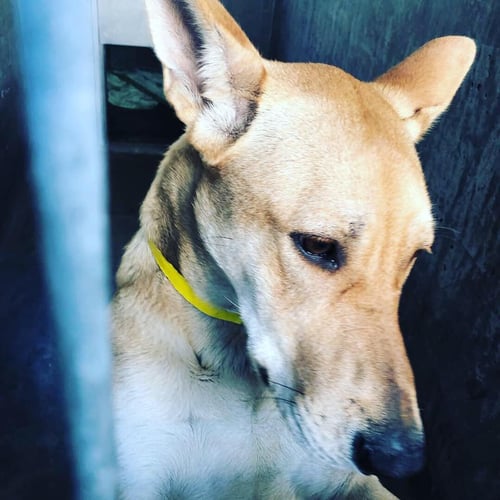 DIXIE - Carolina Dog available for adoption