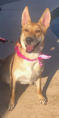DIXIE - Photo 4