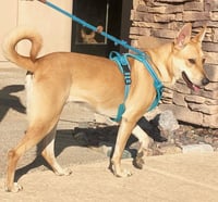 DIXIE - Photo 3