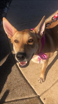 DIXIE - Photo 7