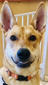 DIXIE - Photo 1