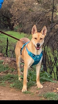 DIXIE - Photo 5
