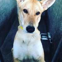 DIXIE - Photo 6