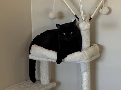 LUCAS - Domestic Medium Hair for adoption in Tucson
