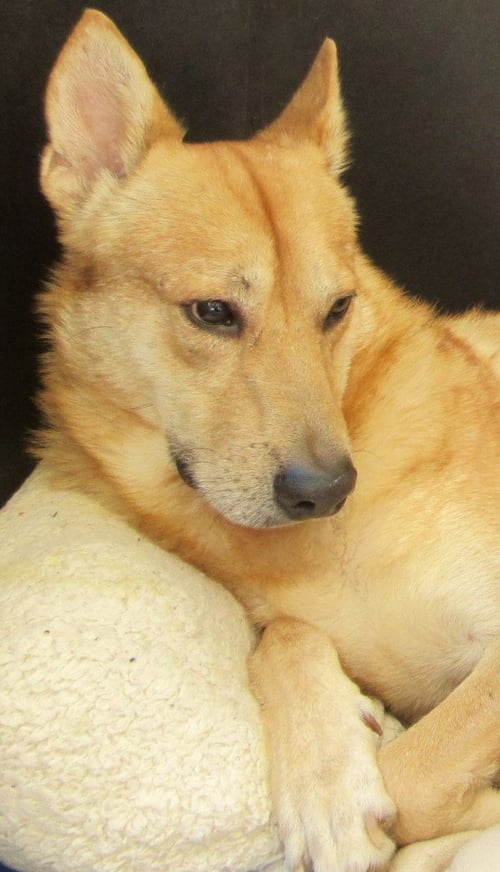 MAUI - Carolina Dog available for adoption