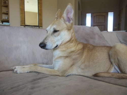 WYLIE - Carolina Dog available for adoption