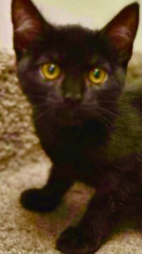 LOLA - Domestic Short Hair for adoption in Tucson