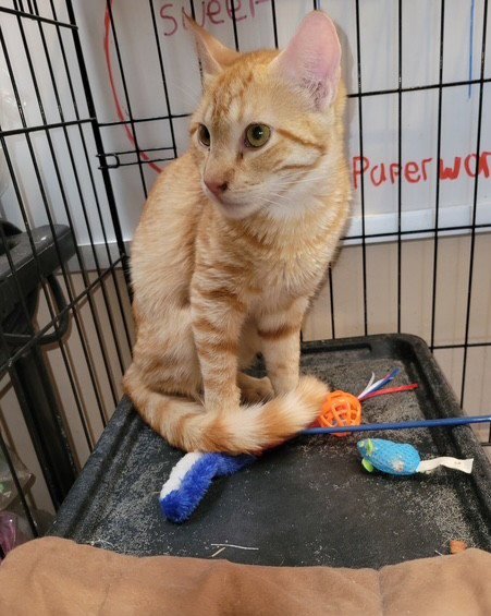 NEWMAN - Domestic Short Hair available for adoption