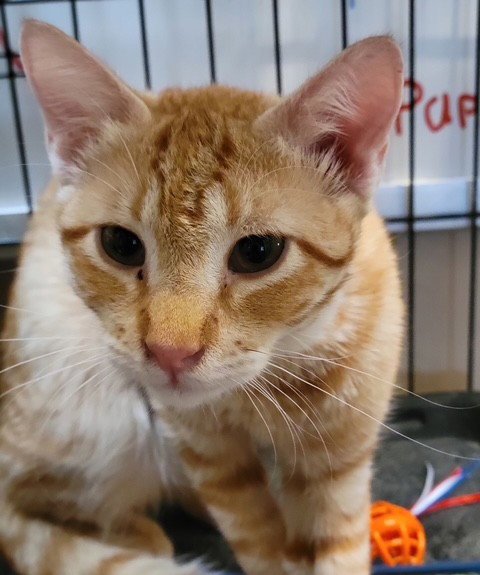 NEWMAN - Domestic Short Hair for adoption in Tucson