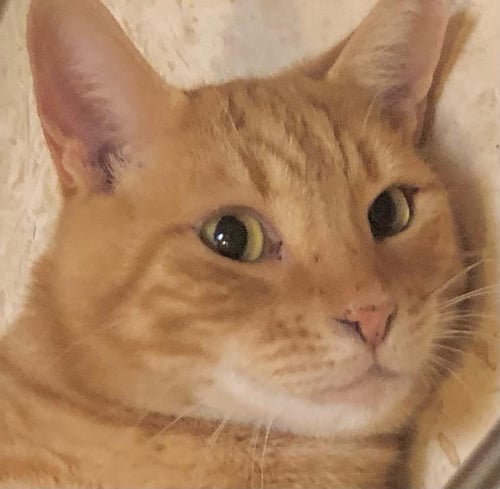 TEDDY - Tabby / Domestic Short Hair for adoption in Tucson