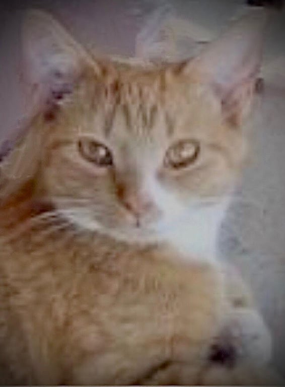 TUTULI Image