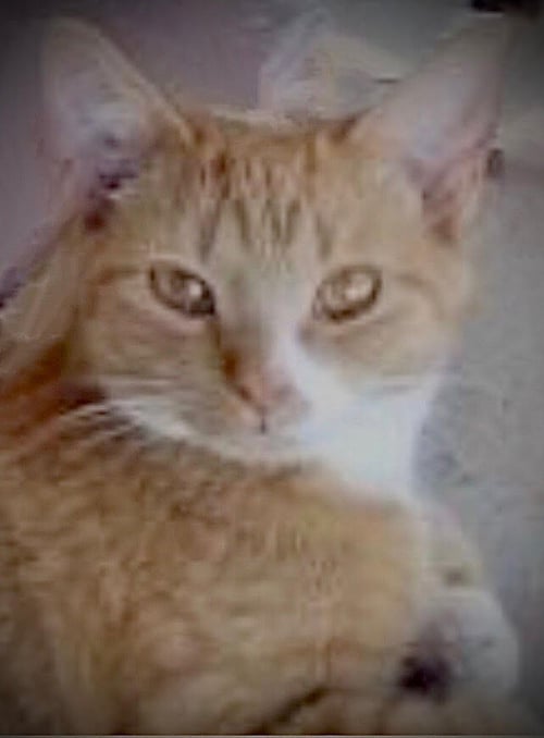 TUTULI - Tabby / Domestic Short Hair for adoption in Tucson