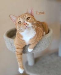 TUTULI - Photo 2