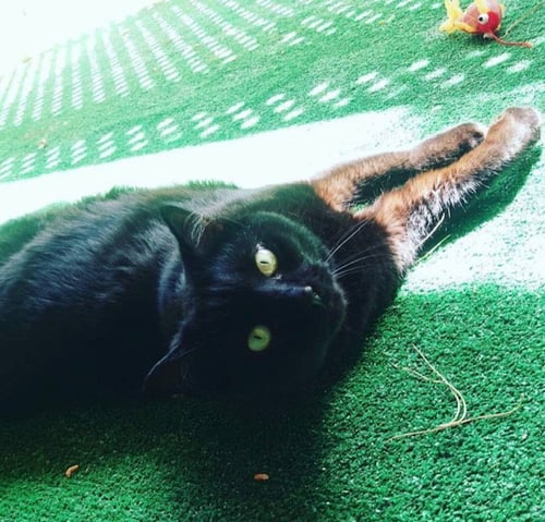 CORTANA - Domestic Short Hair for adoption in Tucson