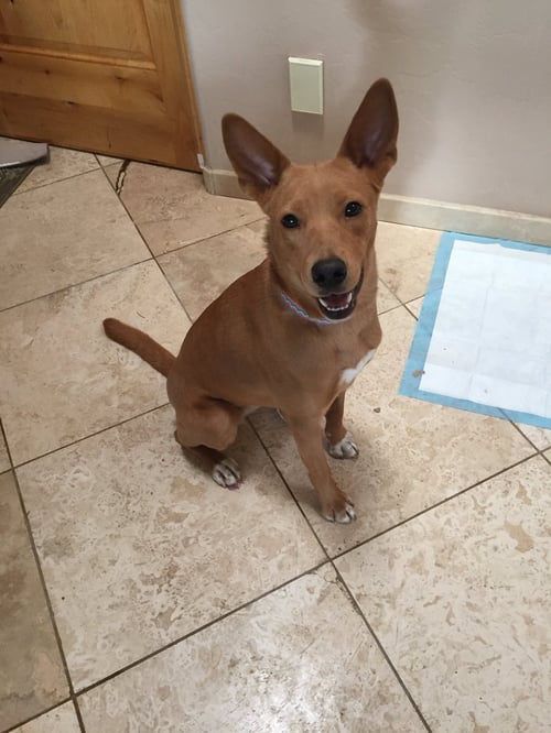 GYPSY - Carolina Dog available for adoption