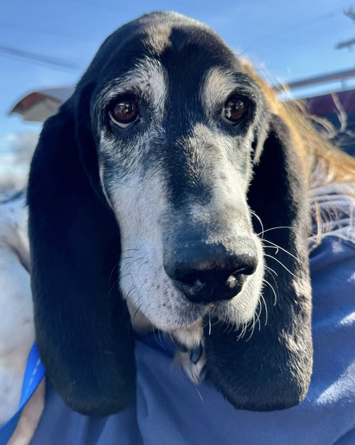 SKEETER - Basset Hound available for adoption