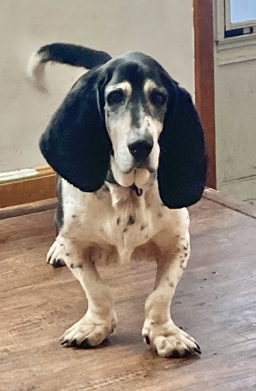 SKEETER - Basset Hound available for adoption