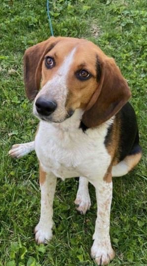 ELVIS - Beagle available for adoption