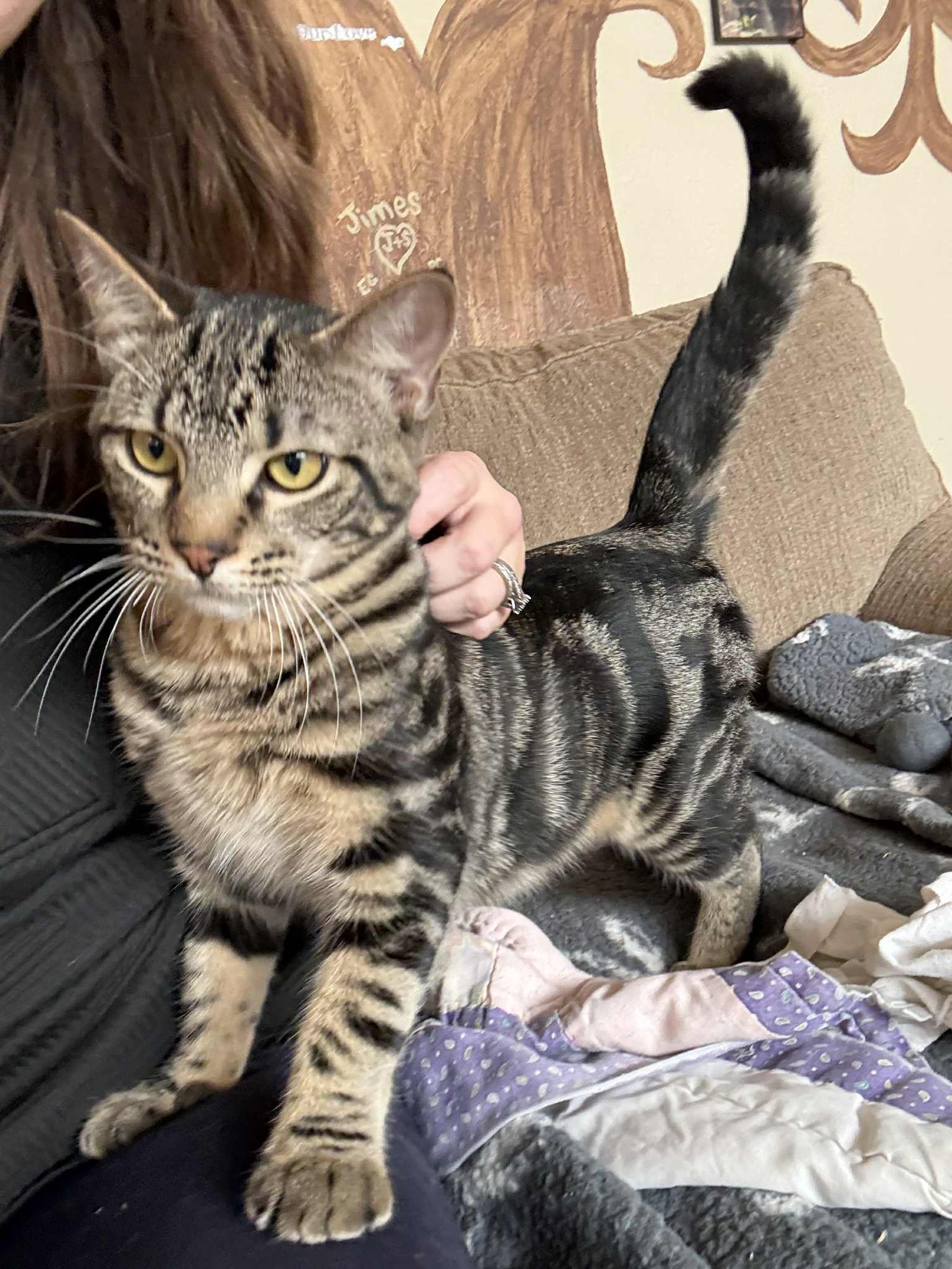 NEVILLE - Tabby / Domestic Short Hair available for adoption