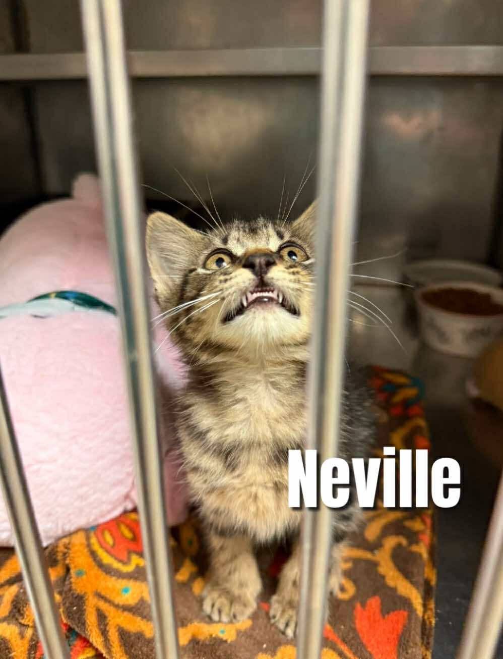 Neville - Photo 10
