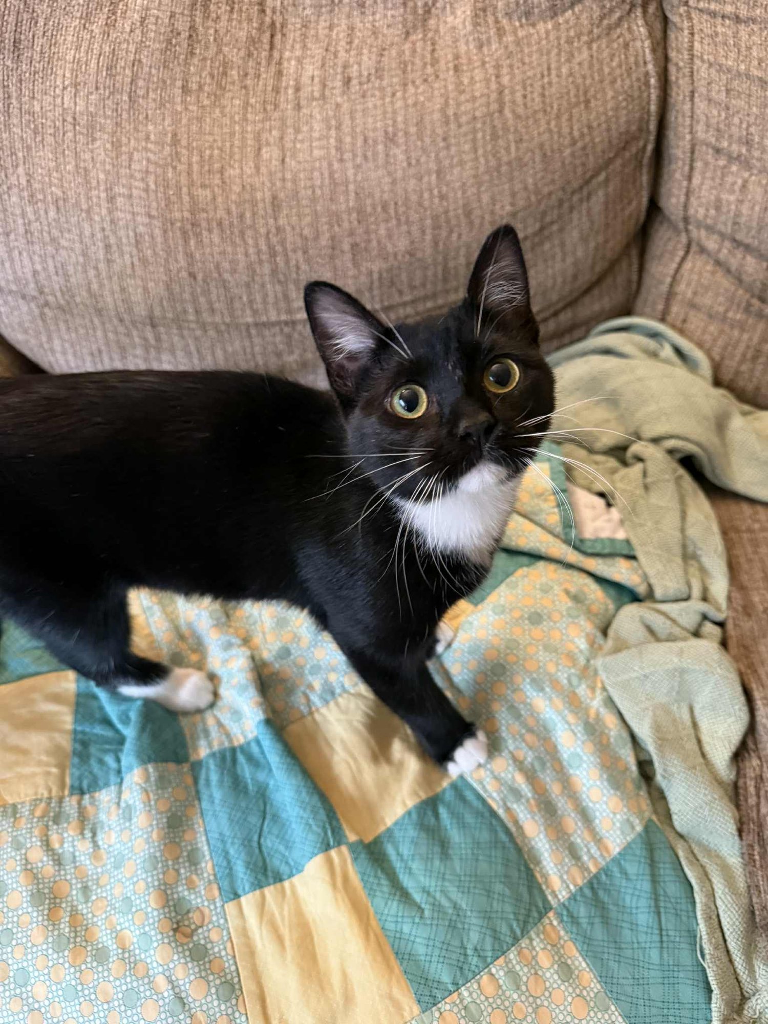 GYPSY - Tuxedo / Domestic Short Hair available for adoption