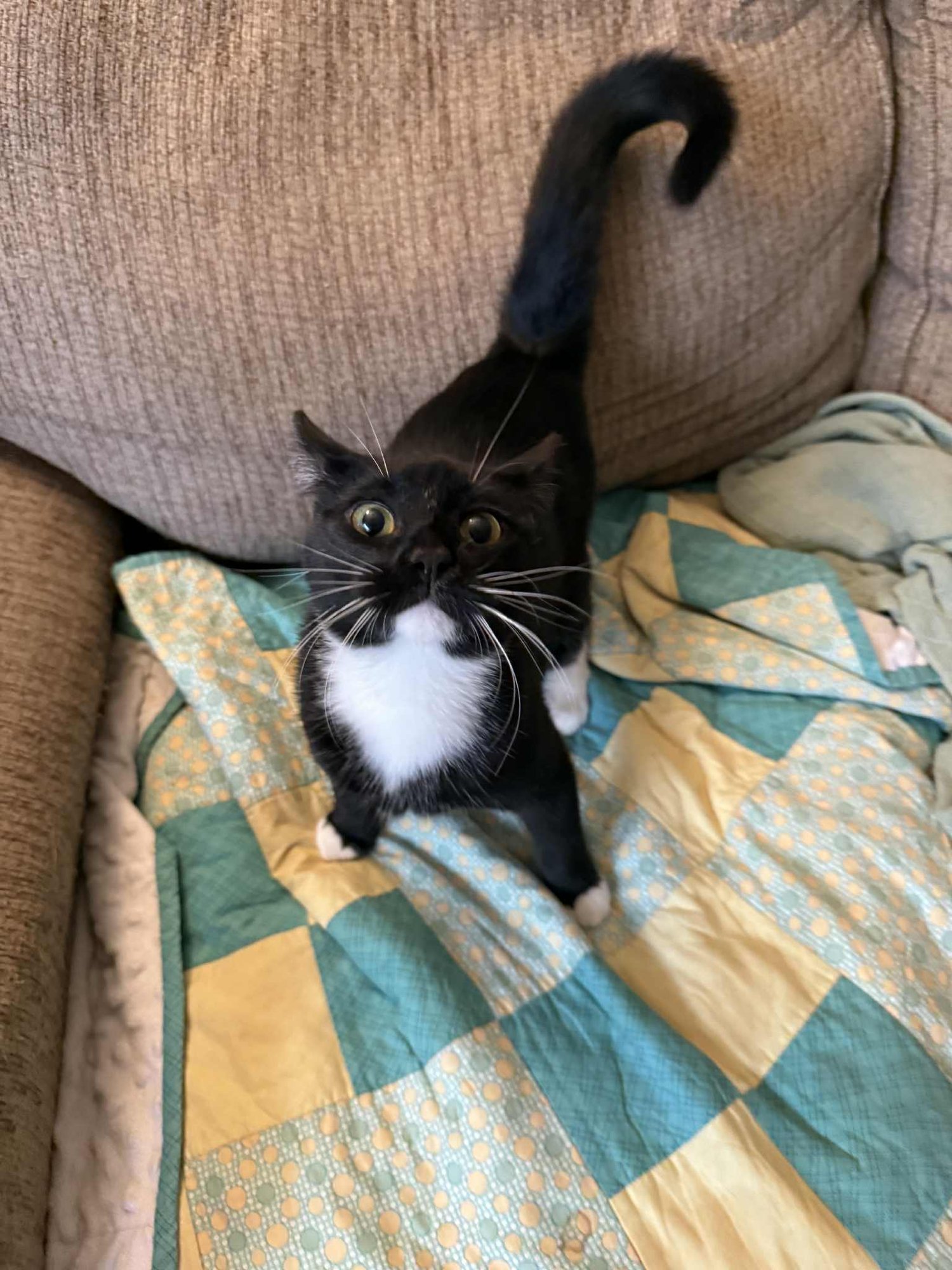 GYPSY - Tuxedo / Domestic Short Hair available for adoption