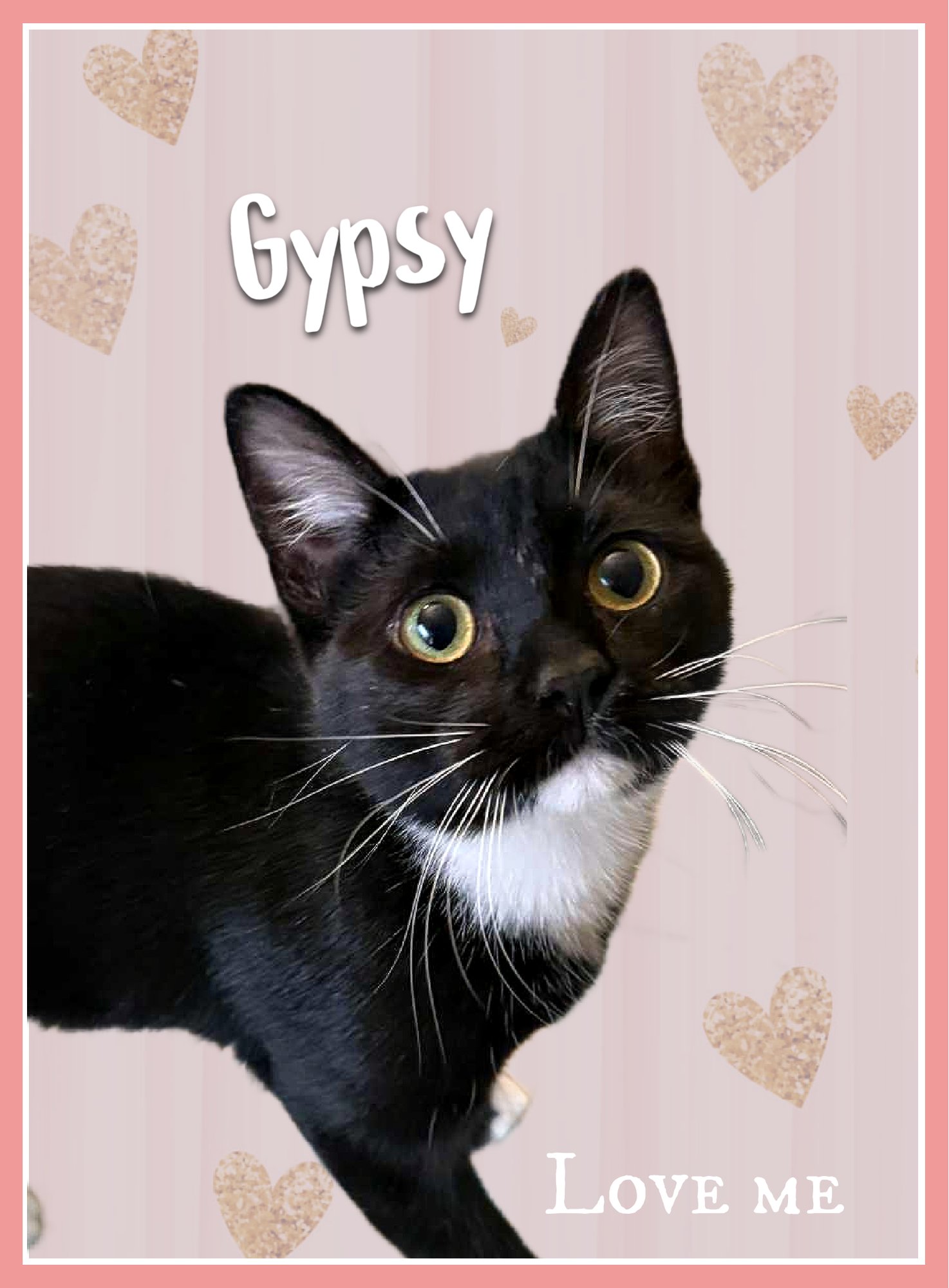 Gypsy - Photo 11