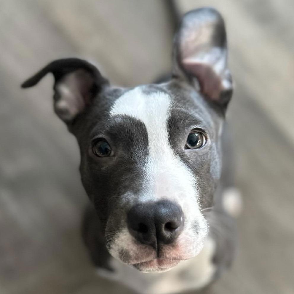 MISTY - Pit Bull Terrier available for adoption