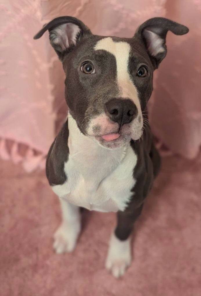 MISTY - Pit Bull Terrier available for adoption