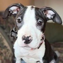 MABEL - Pit Bull Terrier available for adoption