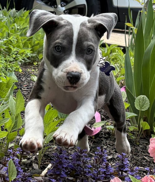 SAPPHIRE - Pit Bull Terrier available for adoption