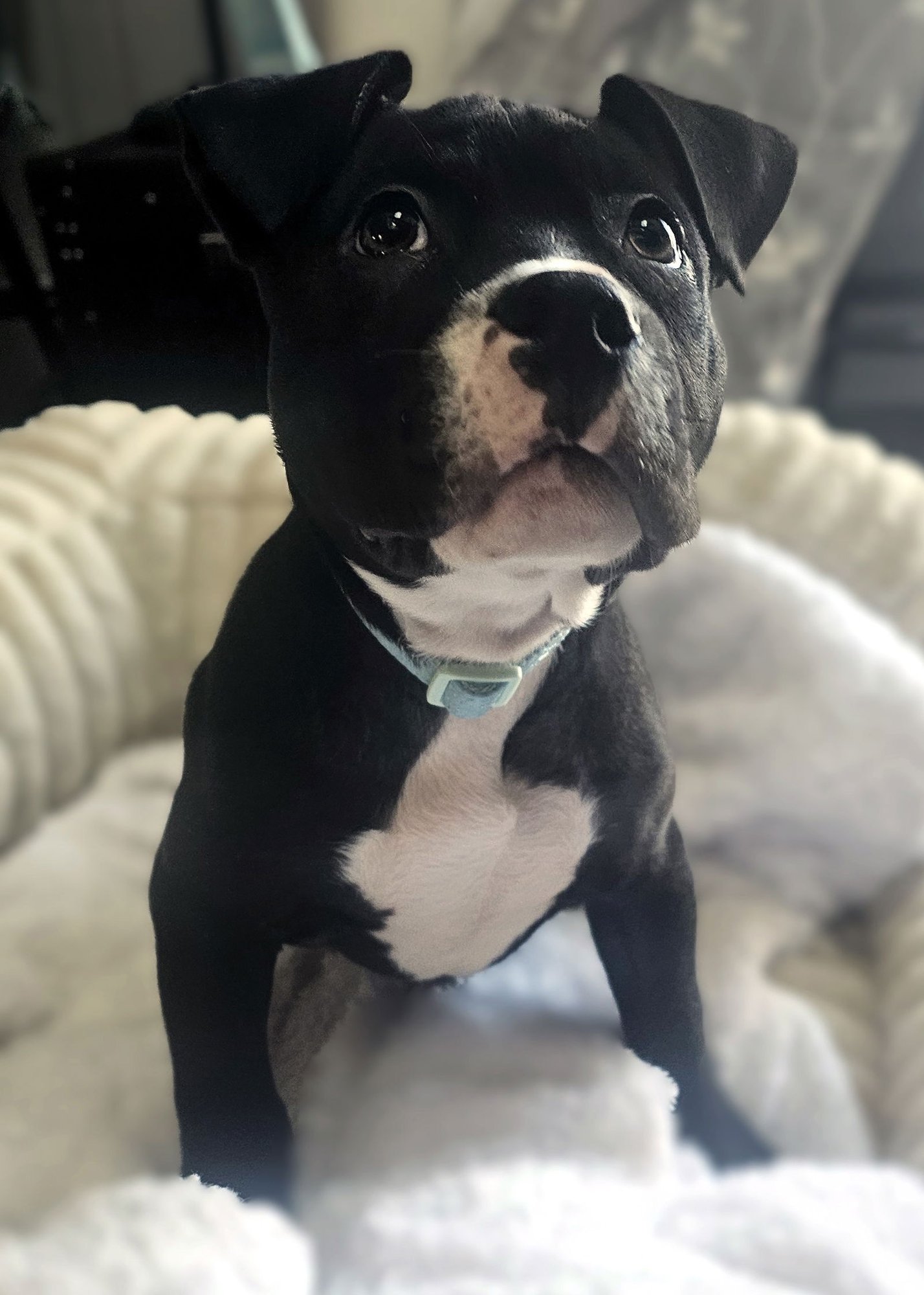 BRUSSEL - Pit Bull Terrier available for adoption