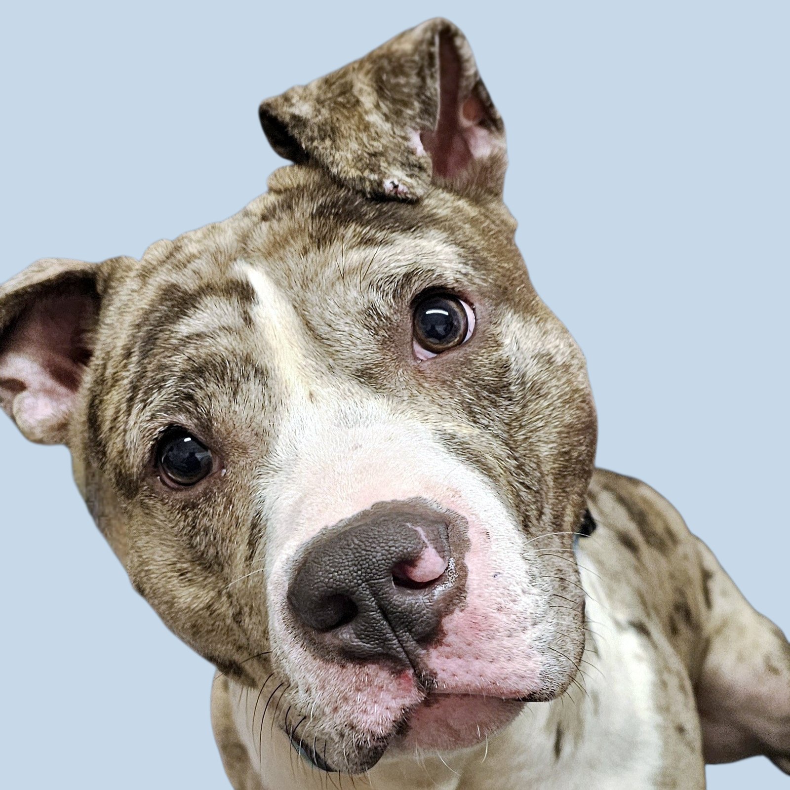 SMUDGE - Pit Bull Terrier available for adoption