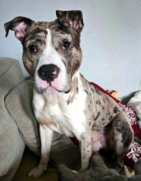 SMUDGE - Pit Bull Terrier available for adoption