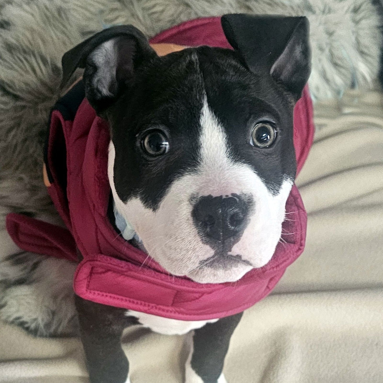 SPROUT - Pit Bull Terrier available for adoption