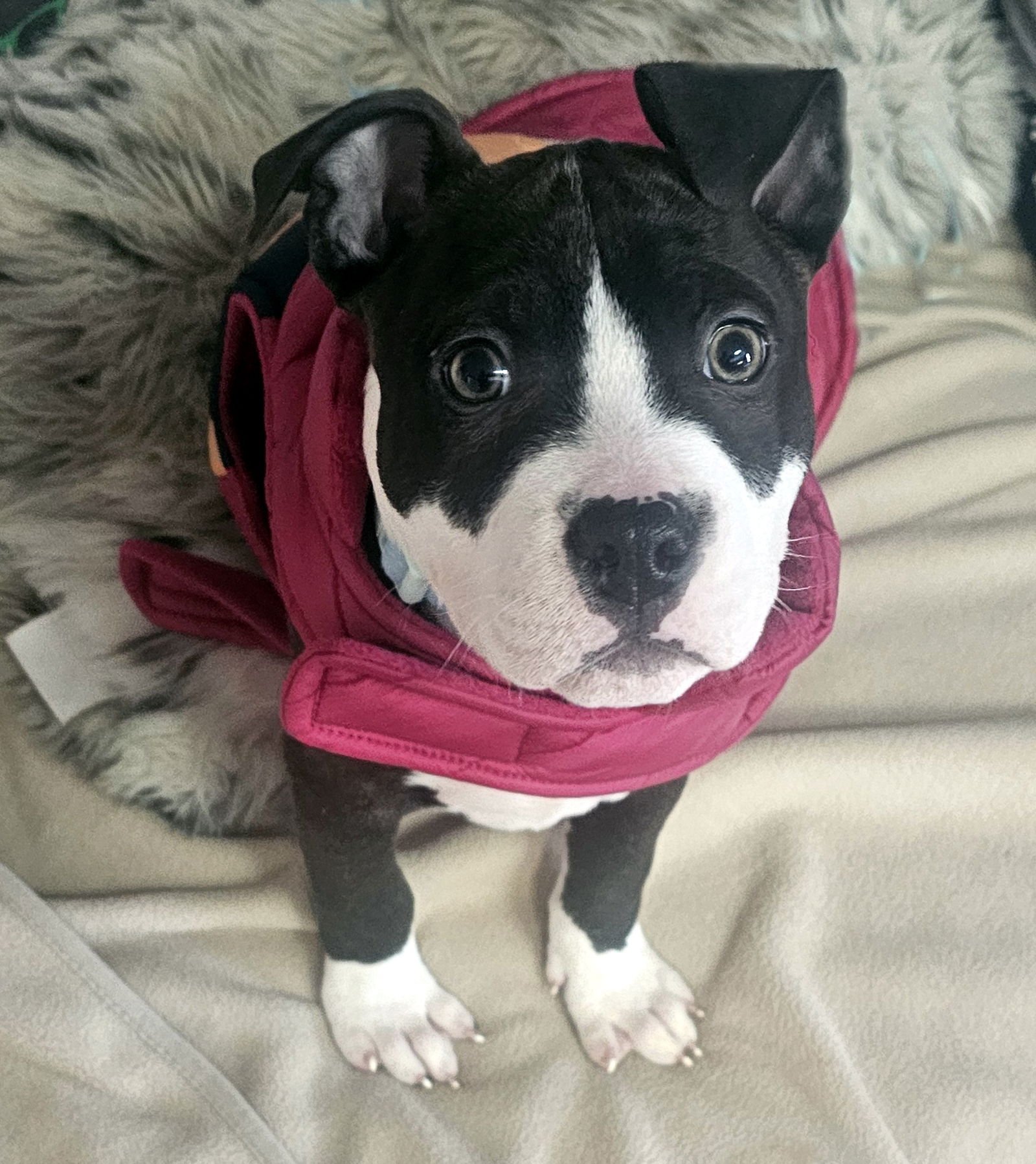 SPROUT - Pit Bull Terrier available for adoption