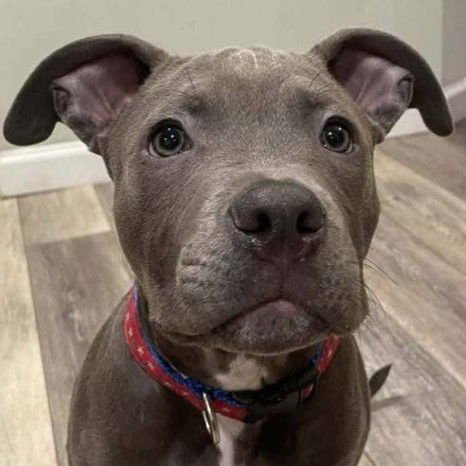 SMOOCH - Pit Bull Terrier available for adoption