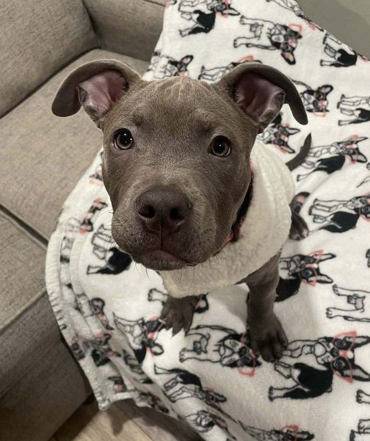 SMOOCH - Pit Bull Terrier available for adoption