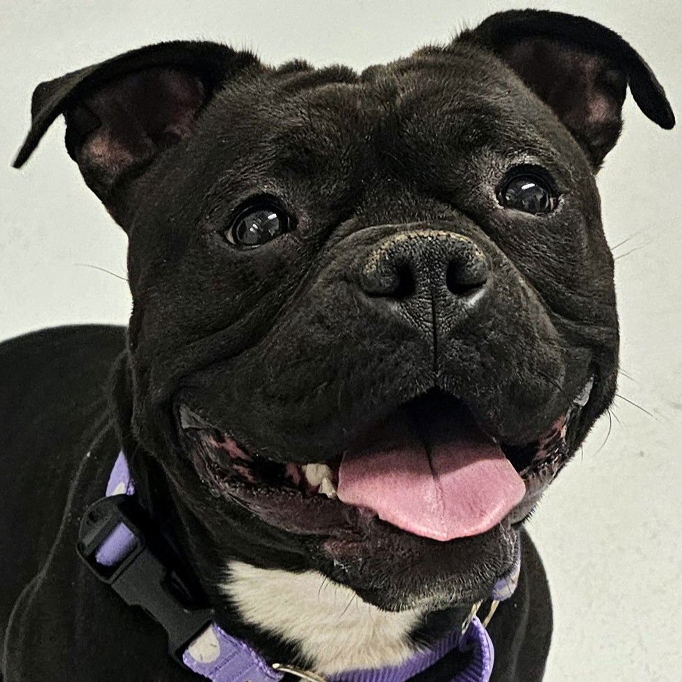 KONA - Pit Bull Terrier available for adoption