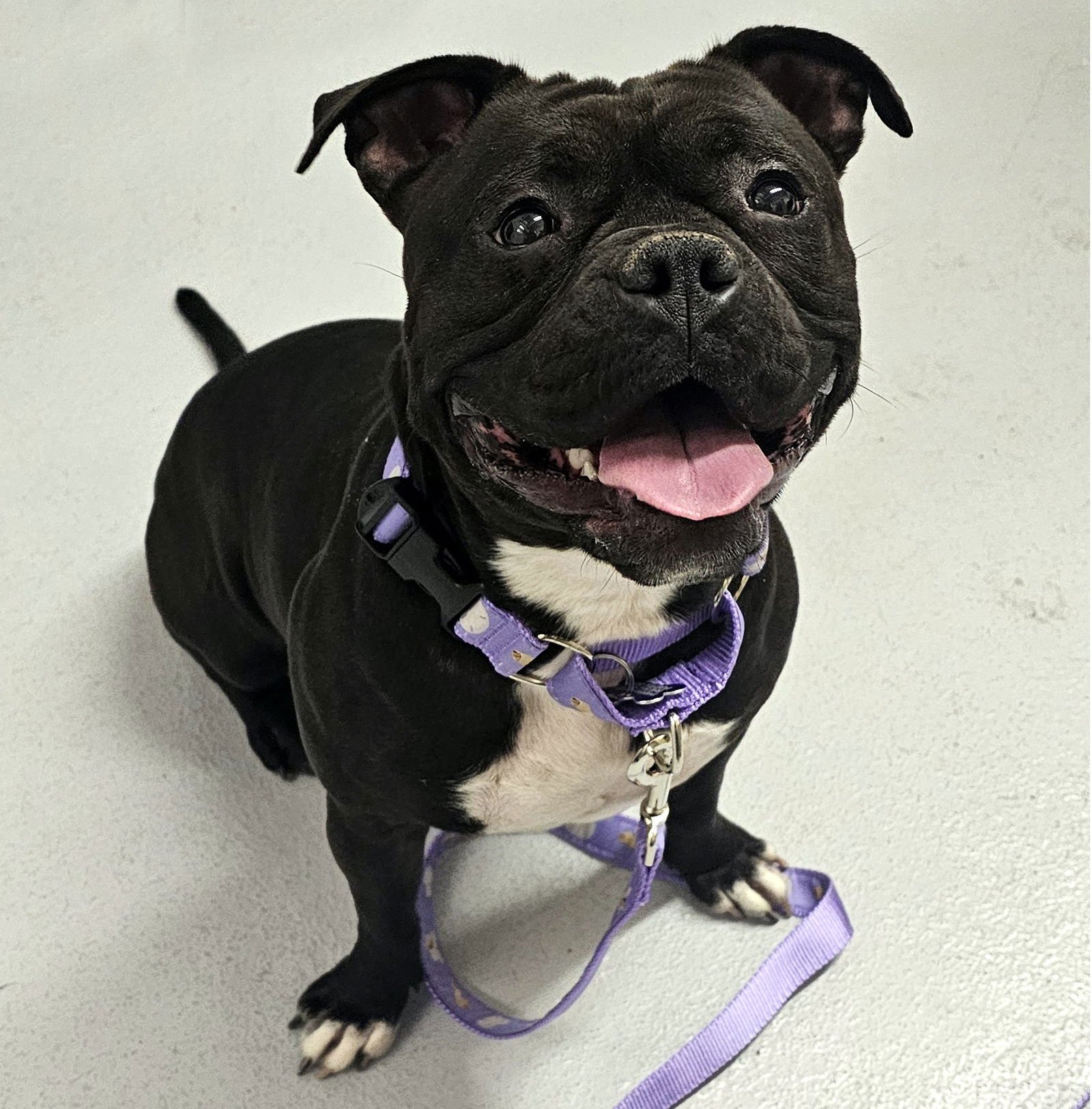 KONA - Pit Bull Terrier available for adoption