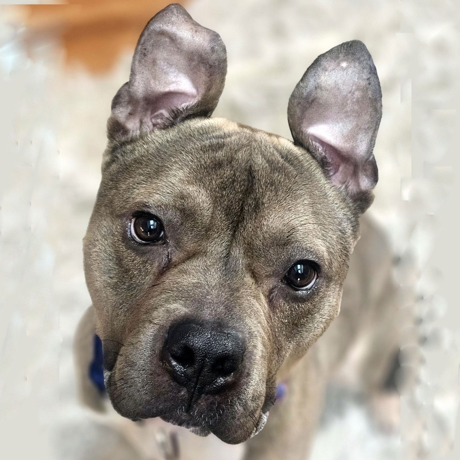 DUMPLING - Pit Bull Terrier available for adoption