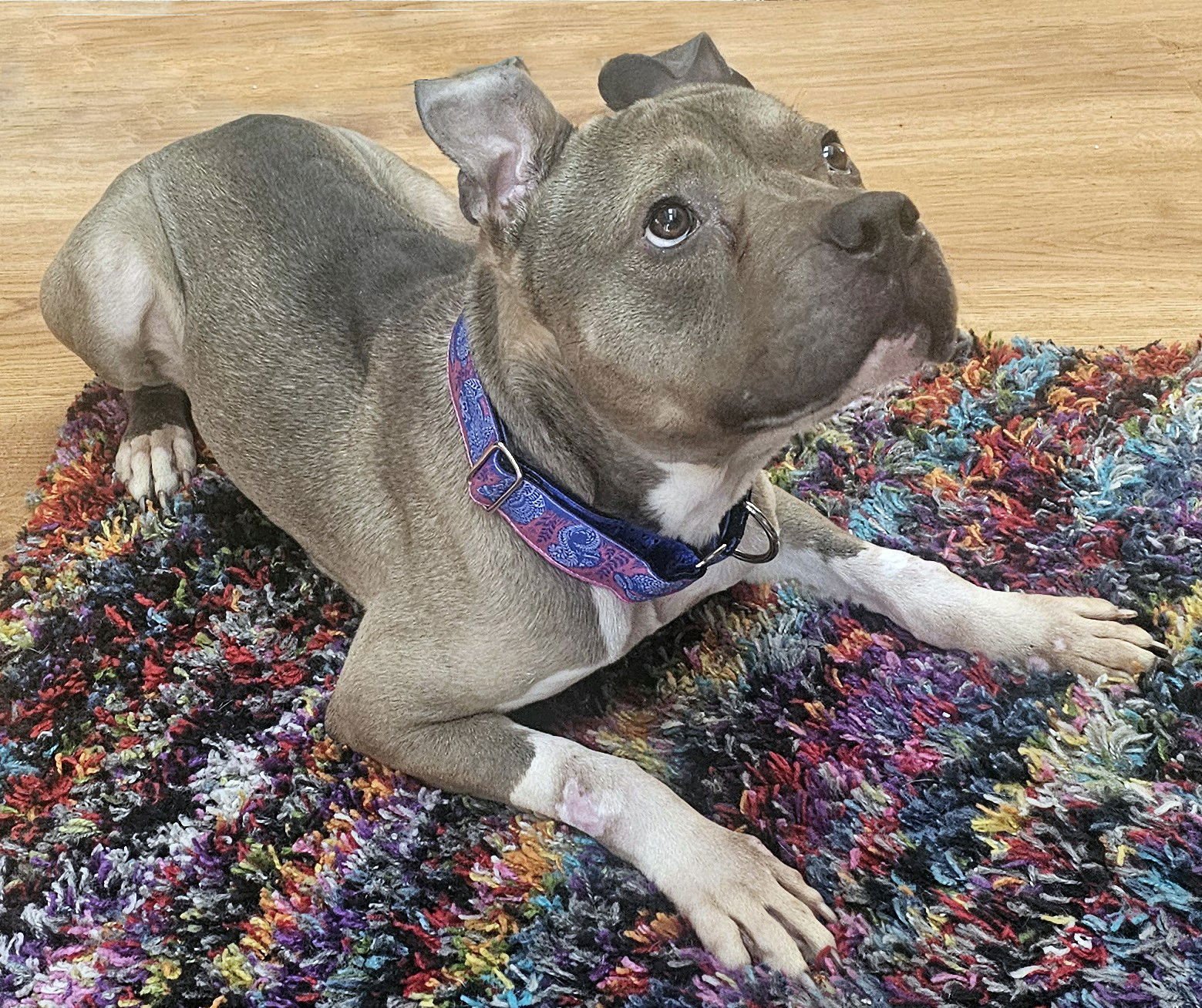 DUMPLING - Pit Bull Terrier available for adoption