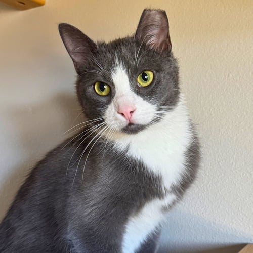 MILANO - Domestic Short Hair for adoption in Laramie