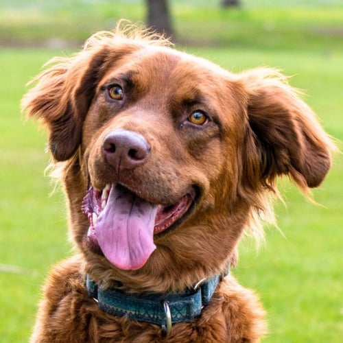 JUNE CARTER - Golden Retriever / German Shepherd Dog for adoption in Laramie
